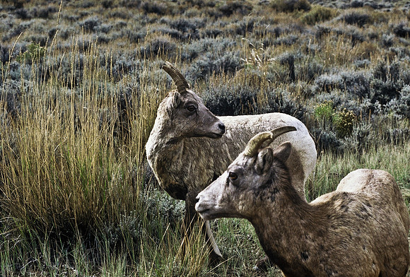47351_B2_SL_COLOR_WHISKEY_MOUNTAIN_DUBOIS_TO_LANDER_WY_97_01.jpg