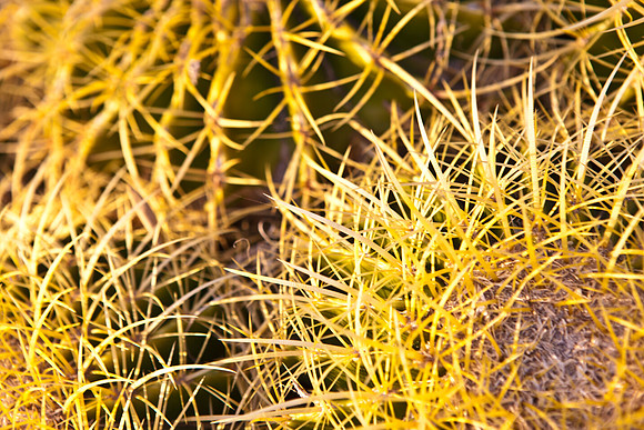 0031_La_Arizona_5L8Y5094