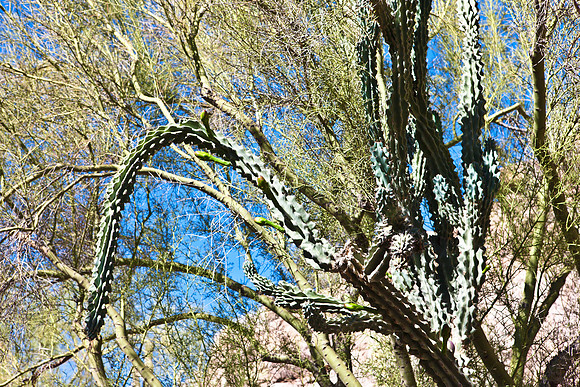 0031_La_Arizona_5L8Y5331