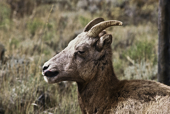 47350_B2_SL_COLOR_US_TOUR_ROCKY_MOUNTAINS_WY_97_04.jpg