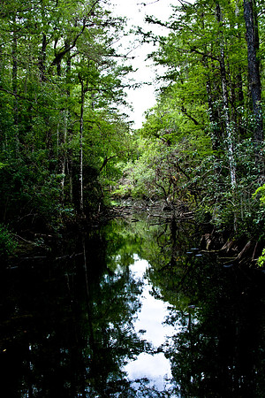 2527_EVERGLADES_MIAMI_FLORIDA_AOM_20090315__A0M1390