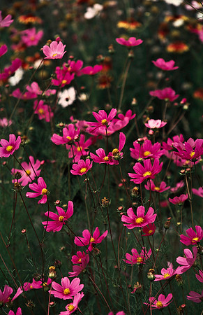 37861_B15_SL_COLOR_CIMARRON_TO_CARSON_NF_LOOP_TO_TAOS_HWY56_NM_97_17.jpg