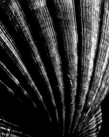 42453_FM_4X5_BW_LION_PAW_SHELLS_FL_04_09