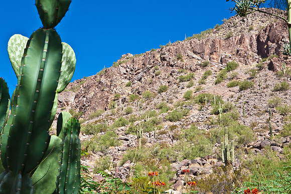 0031_La_Arizona_5L8Y5417