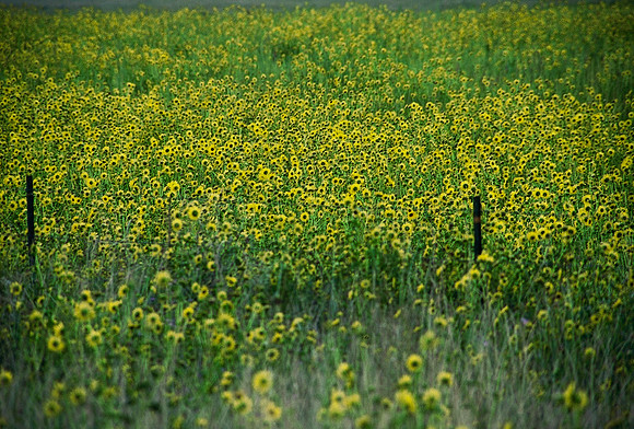 47498_B6_SL_COLOR_TRINIDAD_TO_HWY12_LOOP_SEGUNDO_BIG_PINE_RANCH_CO_97_05.jpg