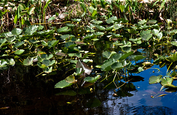 2527_EVERGLADES_MIAMI_FLORIDA_AOM_20090315__A0M1206
