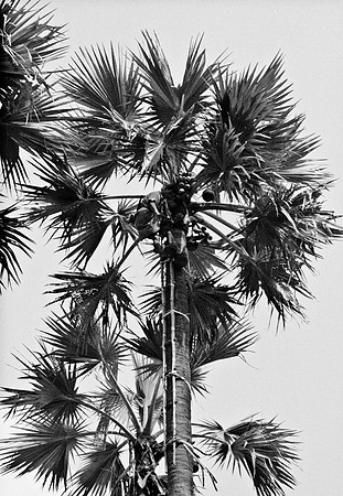0783_FM_35MM_BW_BURMA_1