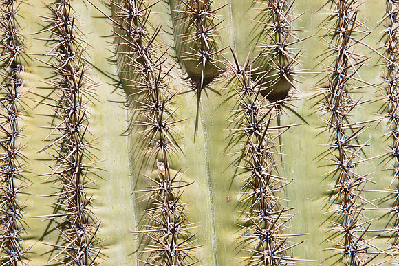 0031_La_Arizona_5L8Y5389
