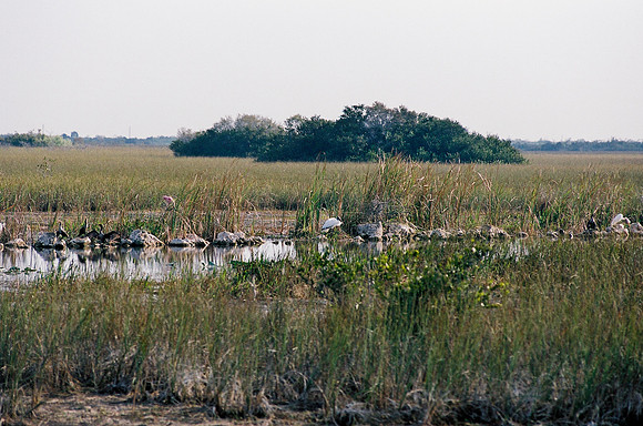 84694_EVERGLADES 33939__Azuley-R7-13A