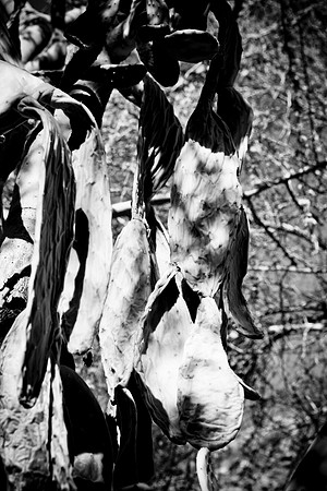 0031_La_Arizona_5L8Y5296