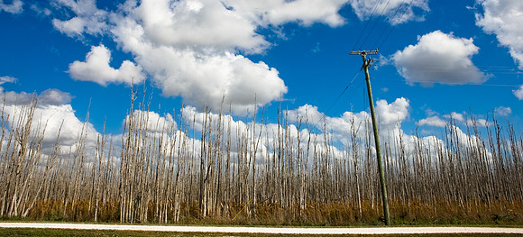 2528_EVERGLADES_MIAMI_FLORIDA_200903016_5L8Y2657
