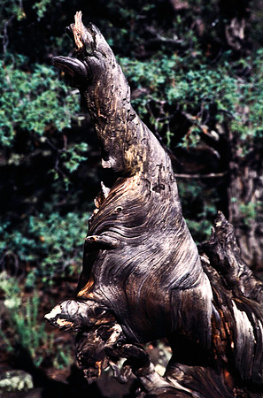 47783_B13_SL_COLOR_BANDERA_VOLCANO_ICE_CAVE_FROM_GRANTS_TO_EL_MORRO_NEW MEXICO_97_4.jpg