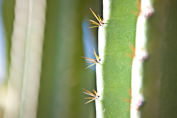 0031_La_Arizona_5L8Y5146