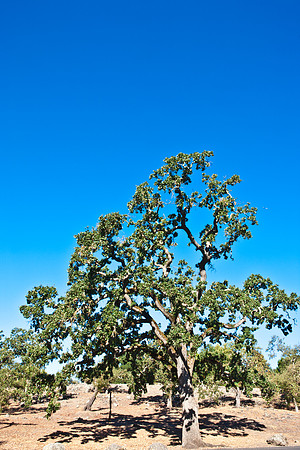 0024_DG_Yountvile_Napa_CA_USA_20095L8Y0040