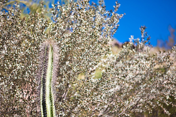 0031_DG_Cactus_Scottsdale_AZ_USA_2009_5L8Y5272