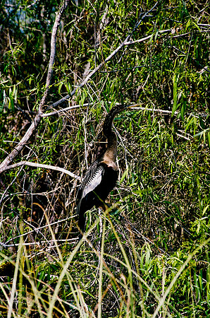 84694_EVERGLADES 33940__Azuley-R6-18A