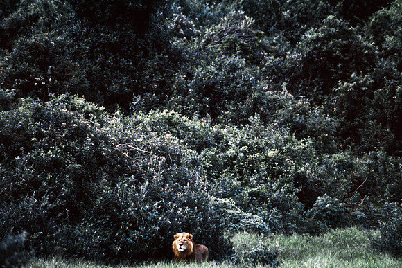 55458_SL_COLOR_LIONS_ABERDEN_KENYA_AFRICA_1989_16