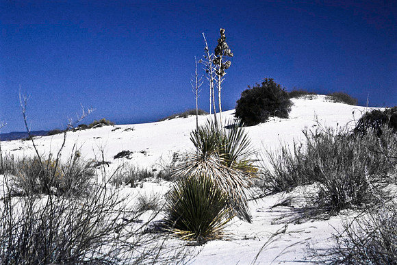 47896_B16_SL_COLOR_LA_MESILLA0_TO_WHITE_SOUNDS_NAT_MNY_HWY20_NM_97_0707.jpg