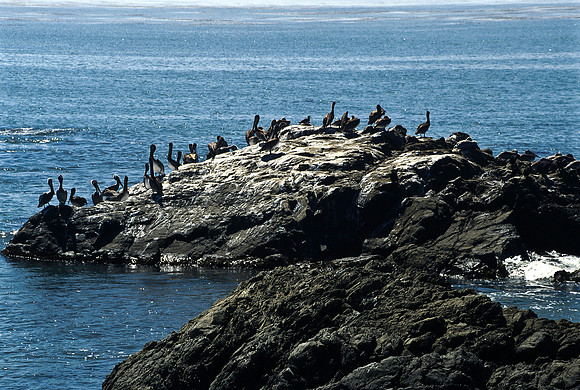 47935_B17_SL_COLOR_COAST_SAN_SIMEON_AND_UP_CA_97_10.jpg