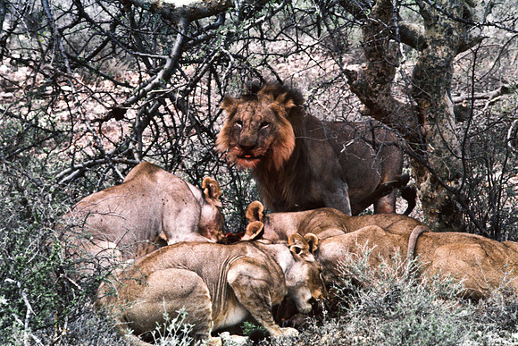 55448_SL_COLOR_LIONS_SUMBURU_KENYA_AFRICA_1989_18