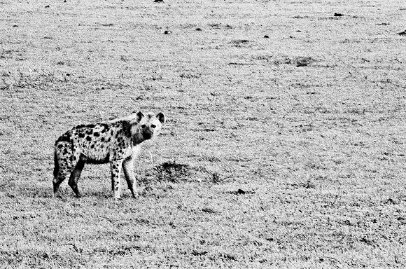 B3_82003_BW_194_New_Sarengety_Africa_89_2