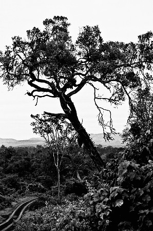 B3_82008_BW_194_New_Amboseli_Africa_89_29