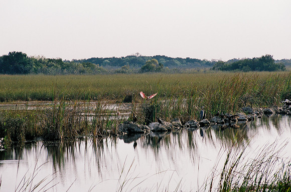 84694_EVERGLADES 33939__Azuley-R7-12A