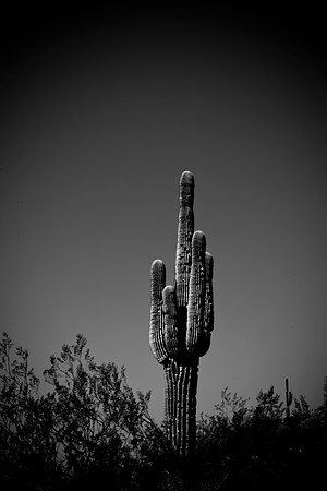 0031_La_Arizona_5L8Y5450