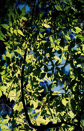 37877_B15_SL_COLOR_TAOS_TO_EMBUDA_TO_BANDELIER_NM_97_04.jpg
