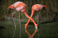 4975_DG_Fisher_Flamingos_Miami_FL_2010_IMG_0046