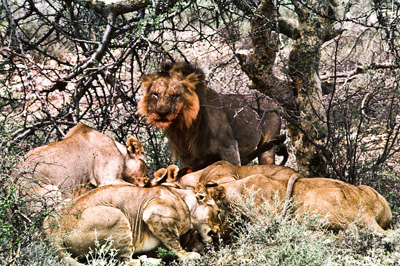 55448_SL_COLOR_LIONS_SUMBURU_KENYA_AFRICA_1989_5