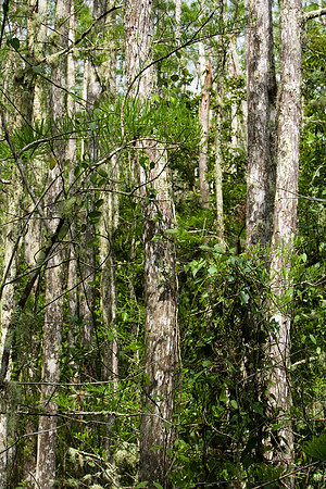85535_20080323-ZV4N7731_Miami_To_Sanibel_Island_Florida_Everglades_FL_USA