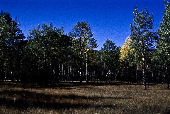 06823_B19_SL_COLOR_BISON_NAT_PARK_LAKE_LOUIS_VILLAGE_WS_97_01.jpg