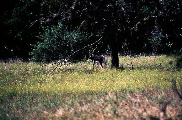 47910_B16_SL_COLOR_EL_PASO_TO_RTE39_TO_BIRD_PARK_TX_97_14.jpg