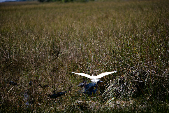 84673_ZV4N_1431_Everglades_Shark_Valley_FL_USA