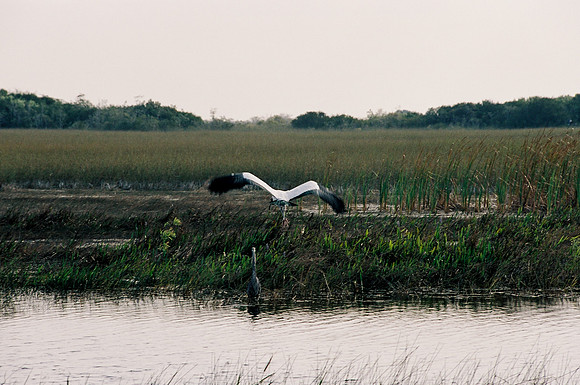 84694_EVERGLADES 33937__Azuley-R3-22
