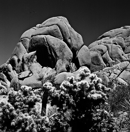 2335_FM_BW_SQ_JOSHUA_TREE_CA_02_7.jpg