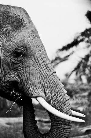 B3_82007_BW_194_New_Masa_Mara_Africa_89_22