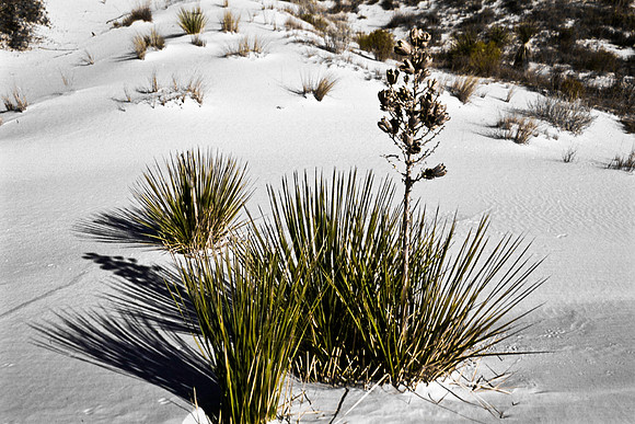47897_B16_SL_COLOR_SANDS_NAT_MNT_TO_TREE-RIVER_FROM_HWY70_TO_HWY54N_NM_97_0505.jpg