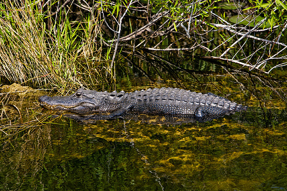 84673_ZV4N_1396_Everglades_Shark_Valley_FL_USA