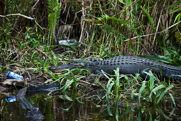 2528_EVERGLADES_MIAMI_FLORIDA_200903016_5L8Y2901
