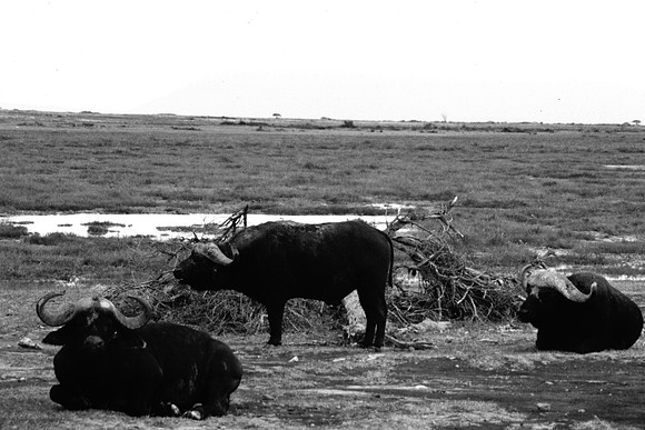 55396_SL_COLOR_BUFFALO_MASAI_KENYA_AFRICA_1989