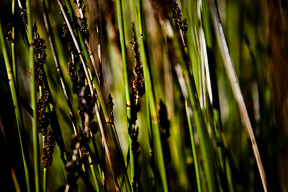 36409_DG_CALIFORNIA_USA_2007_ZV4N_0661