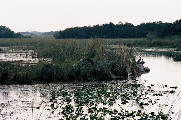 84694_EVERGLADES 33936__Azuley-R1-28A