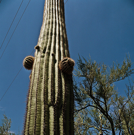6016_FM_COLOR_TUCSON_AZ_05_7.jpg