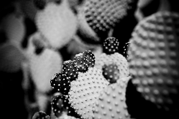 0031_DG_Cactus_Scottsdale_AZ_USA_2009_5L8Y5256