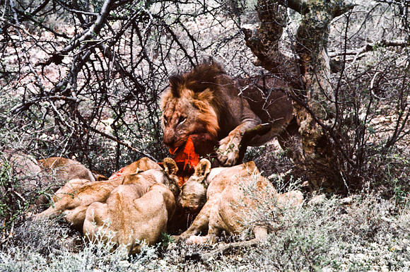 55447_SL_COLOR_LIONS_SUMBURU_KENYA_AFRICA_1989_7