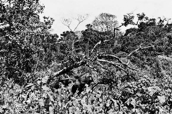B3_82001_BW_194_New_Safari_Lion_Track_Africa_89_12
