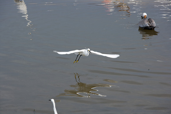 85545_ZV4N_7195_Miami_To_Sanibel_Island_FL