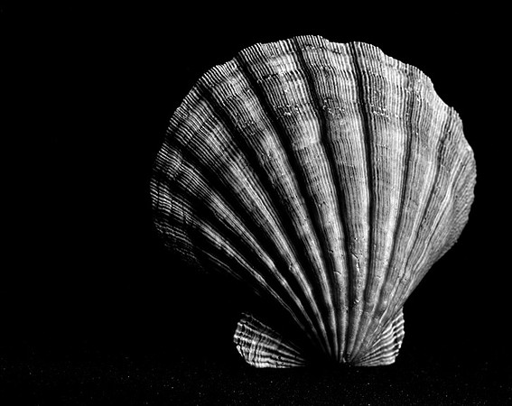 42452_D_Lion_Paw_Shells_